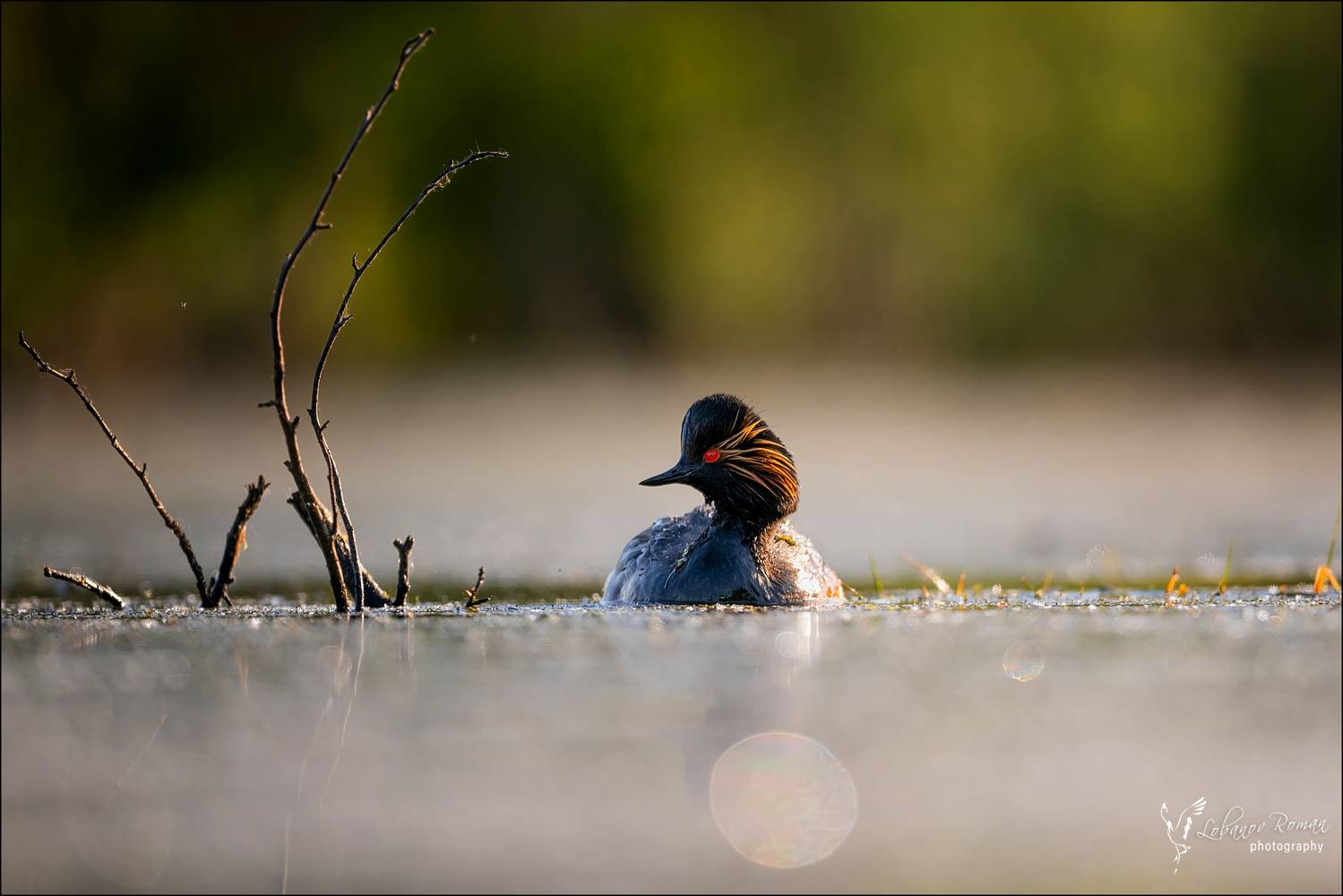 Черношейка в первых лучах. Автор: Лобанов Роман , Лобанов Роман