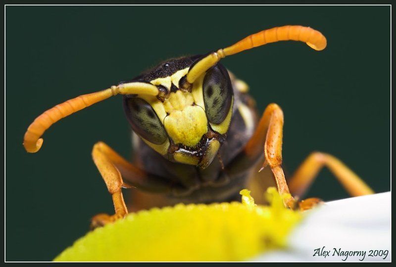 макро, фото, перепончатокрылые Грустный клоунphoto preview