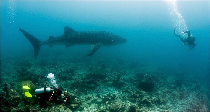 ни_унести_аднаму Чимаданбезручки ... фото превью