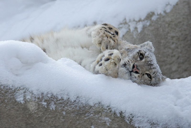 в снегах...photo preview