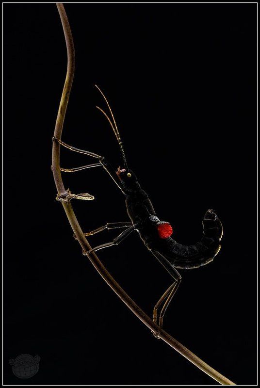 кордильерский палочник, макро, крылышки Красные сапожкиphoto preview