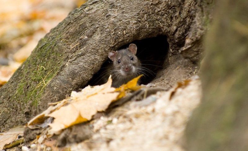 в нореphoto preview