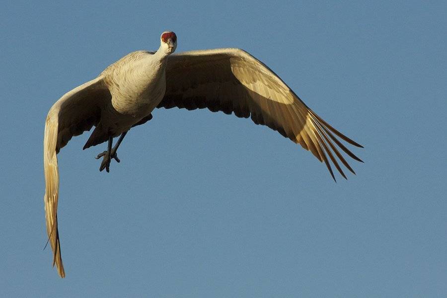 "Вчера поймал в-о-о-отакую рыбу...!". Автор: Vadim Balakin , Vadim Balakin