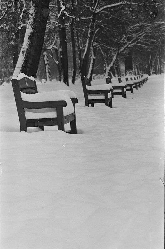 wood and snowphoto preview