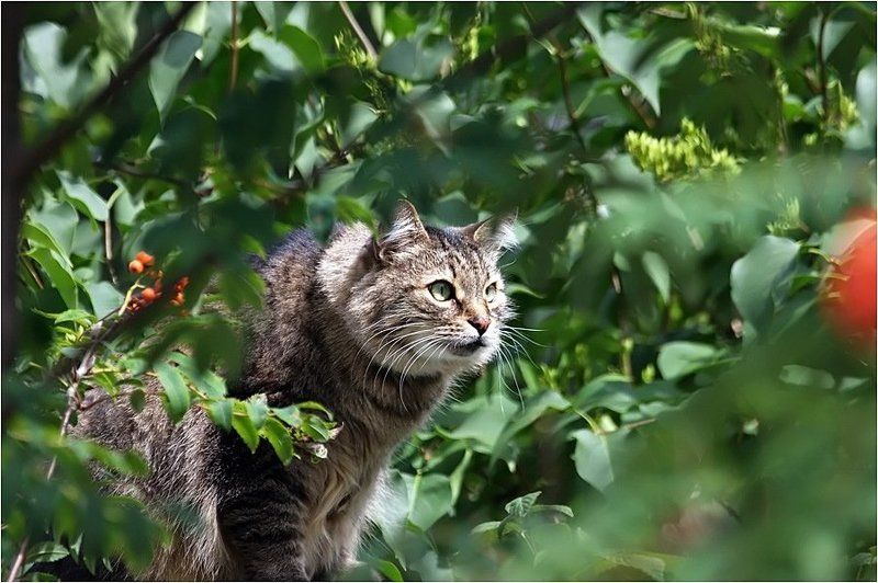 Хищникphoto preview