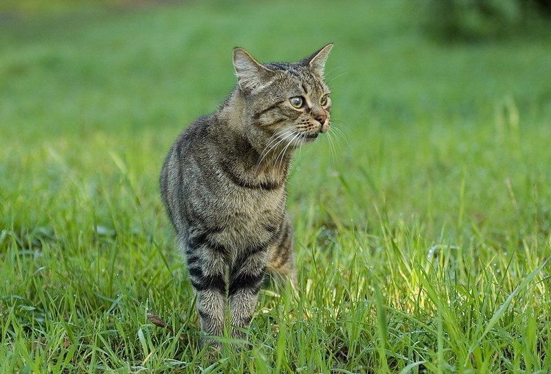 в поисках мышиphoto preview