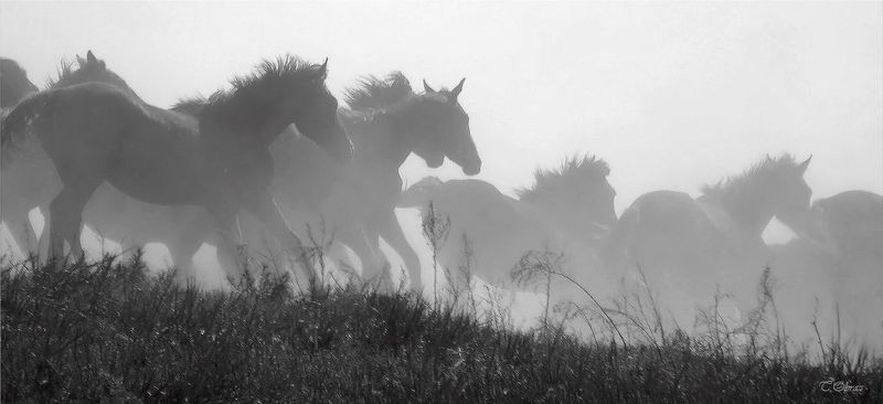 лошади photo preview