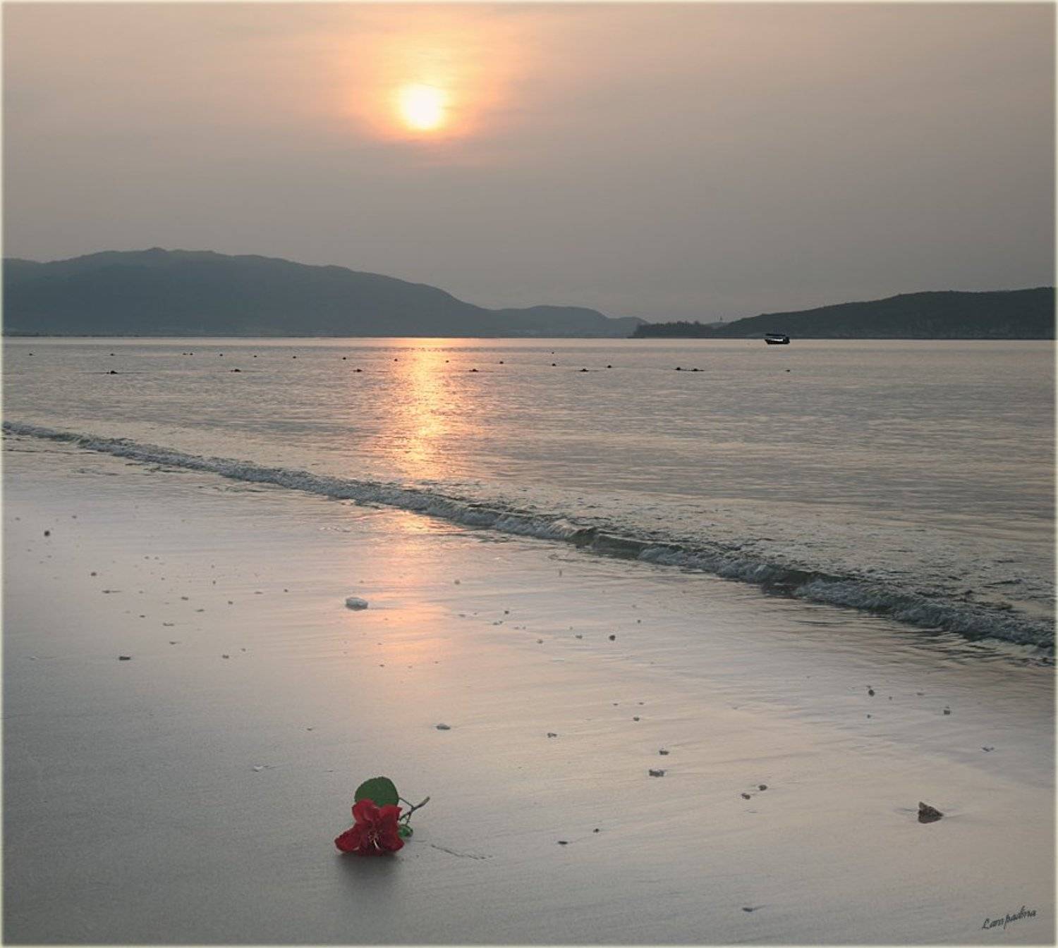 китай, хайнань, южно-китайское море, китайская роза, рассвет, Lampadina (Svetlana Maximova)