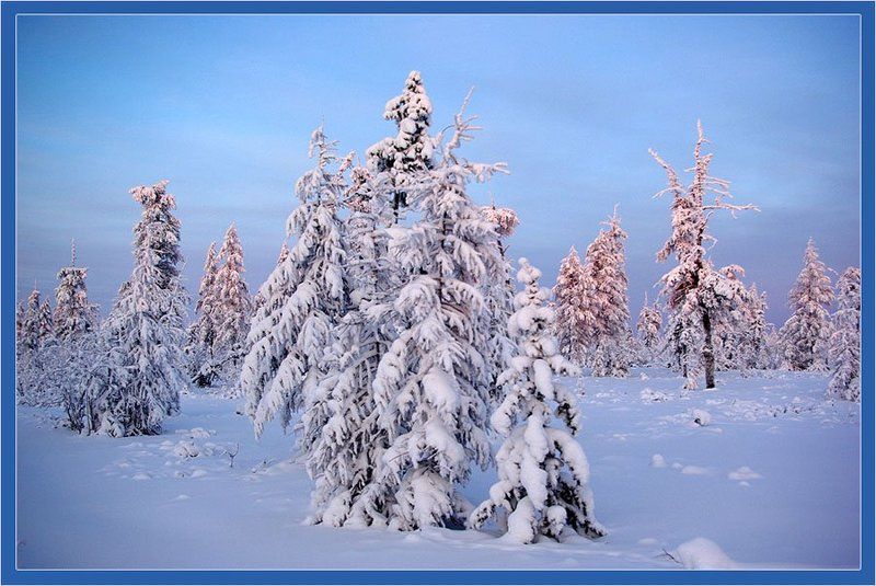 тайга,зима Безмолвиеphoto preview