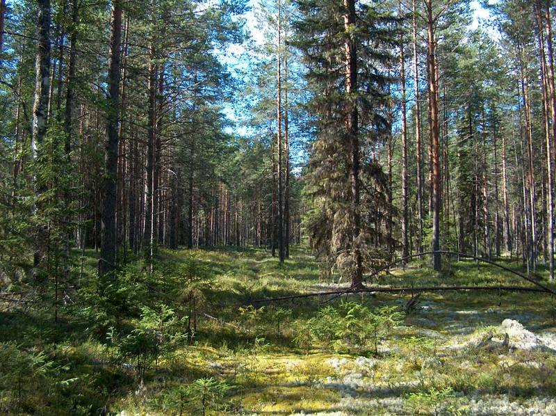 лес, тайга, ягель, елка, сосна, лето, солнце, полдень Лесные далиphoto preview