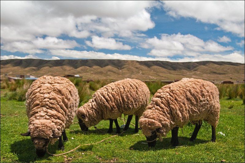 боливия ***photo preview