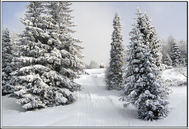 зима, карпаты, зимний, лес photo preview