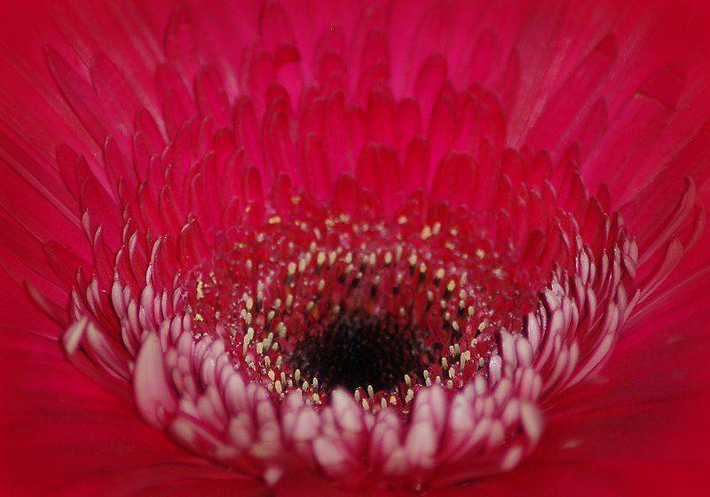 , Юлия Чекмарева