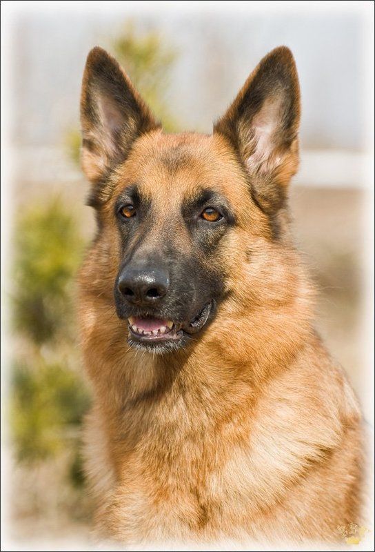 vvs, овчарка, взгляд photo preview