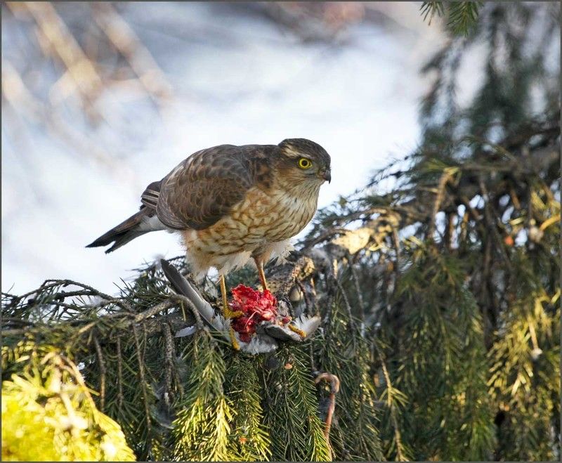 Заоконная теория Дарвина...photo preview