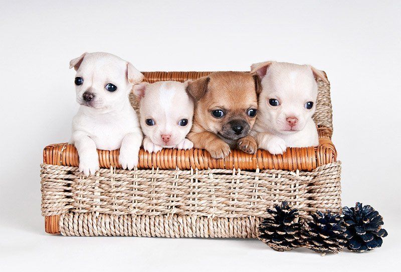 щенки, собаки, чихуа-хуа квартетphoto preview