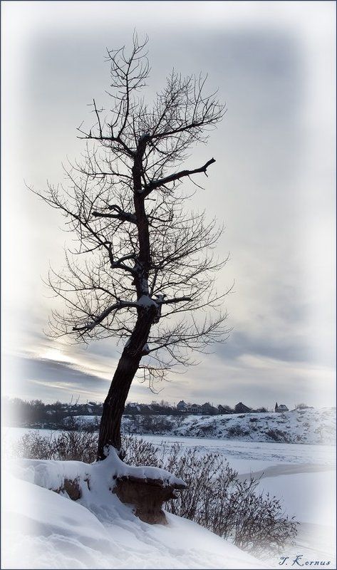 зима,днепр,о.хортица,вечер,закат,дерево *photo preview