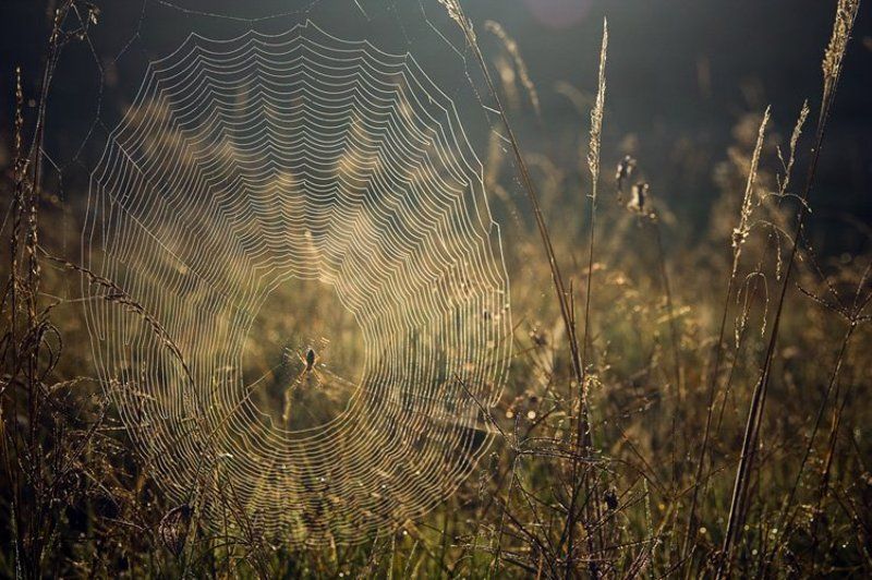 утренняя песнь.photo preview