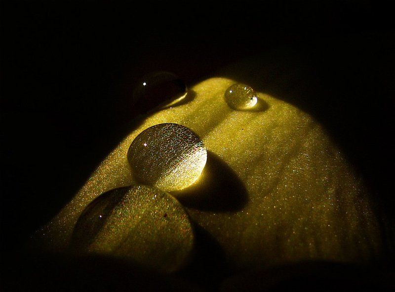 роса, капли, цветок, лепесток лучшие друзья девушек - это...photo preview