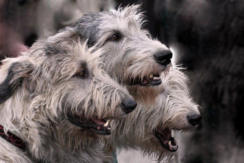 волкодав Церберphoto preview