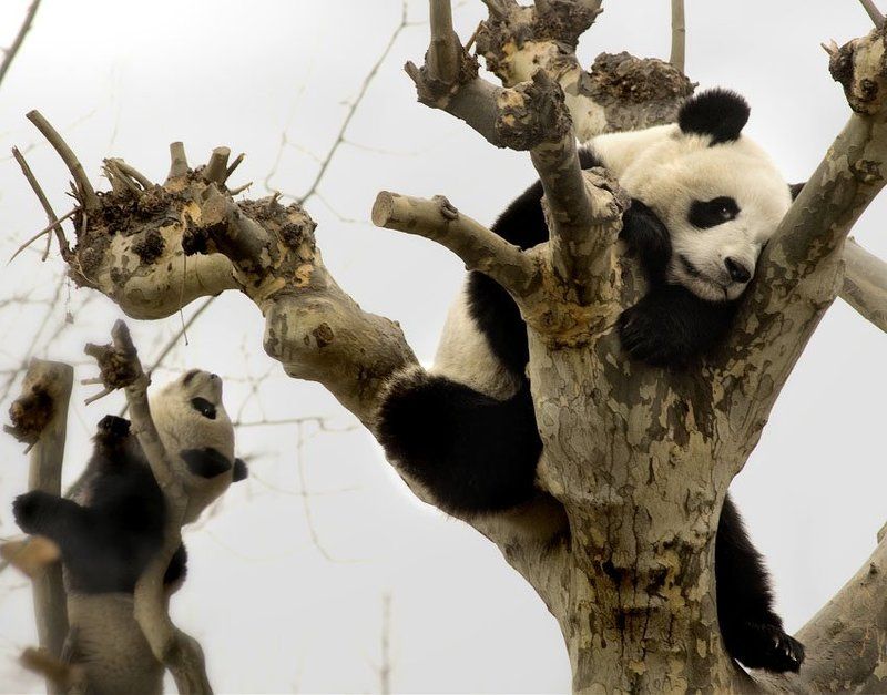 китай, панды, взгляд, дерево, жизнь два взгляда на жизнь...photo preview