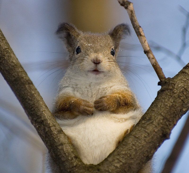 плюшевыйphoto preview