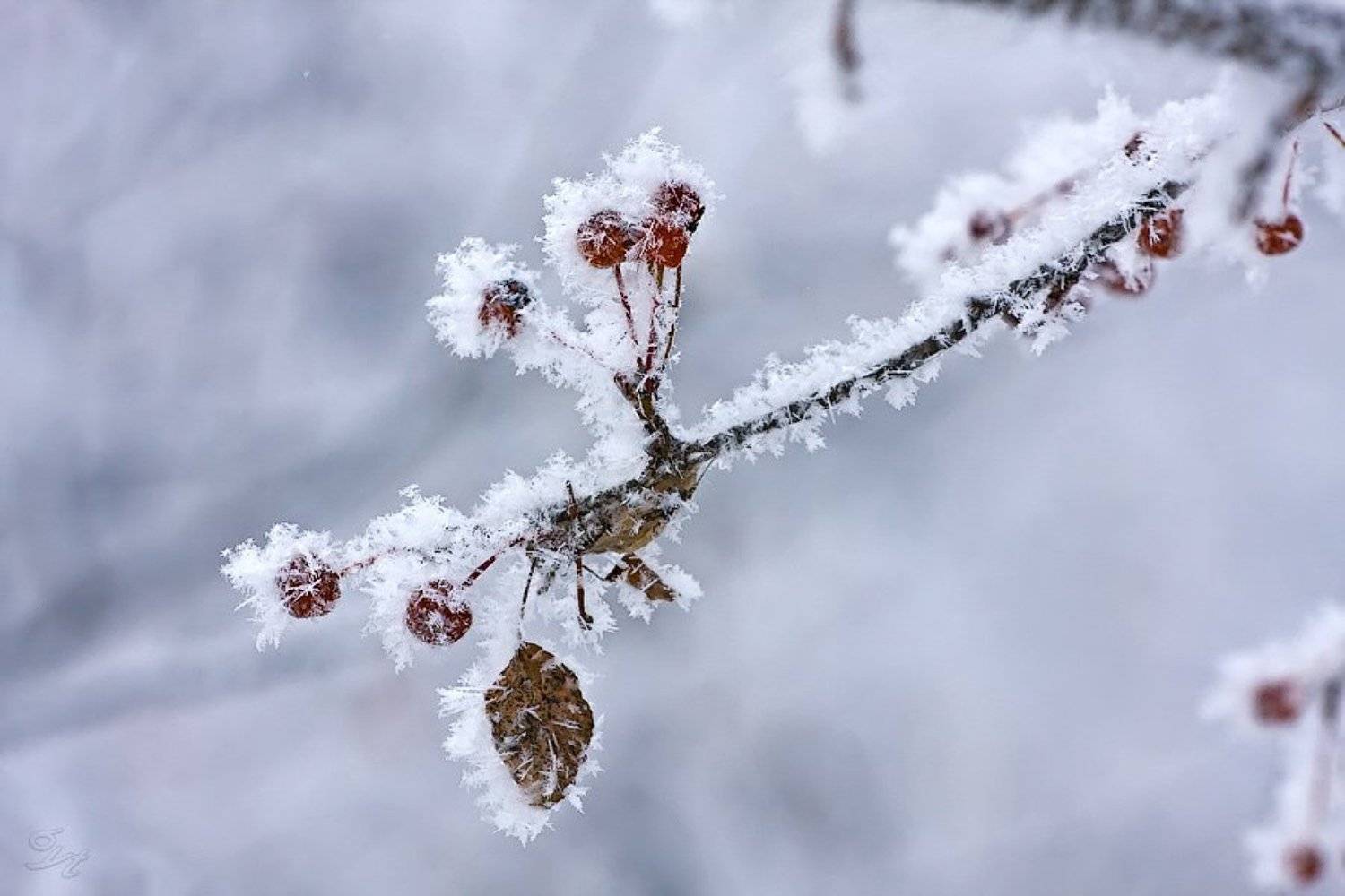 иней, боярышник, Виктор Бут