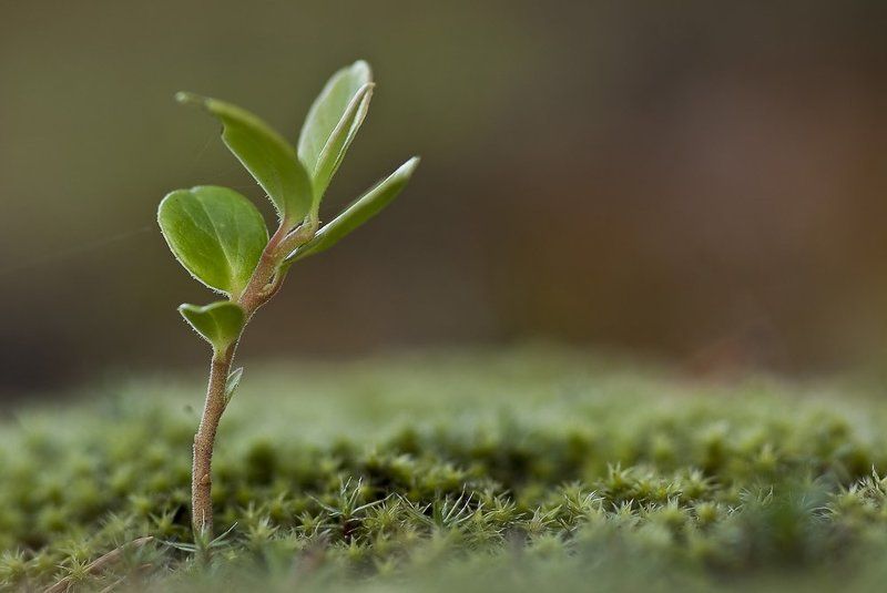 брусника, мох Простота...photo preview