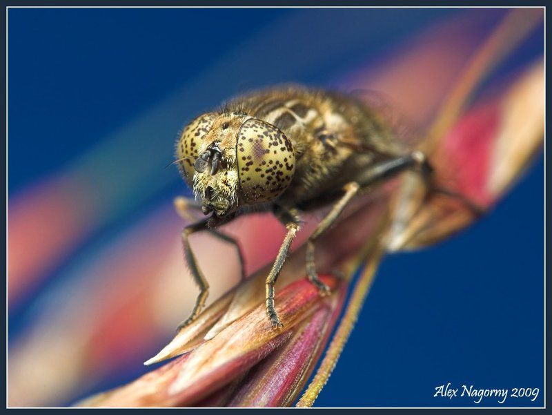 макро, фото, двукрылые, лето, ильница , eristalinus sepulchralis Конопатаяphoto preview