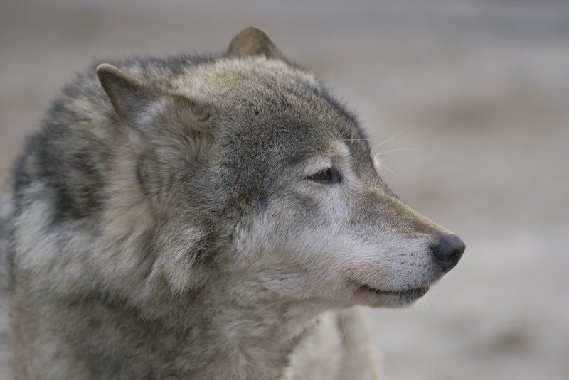 Серый бродягаphoto preview