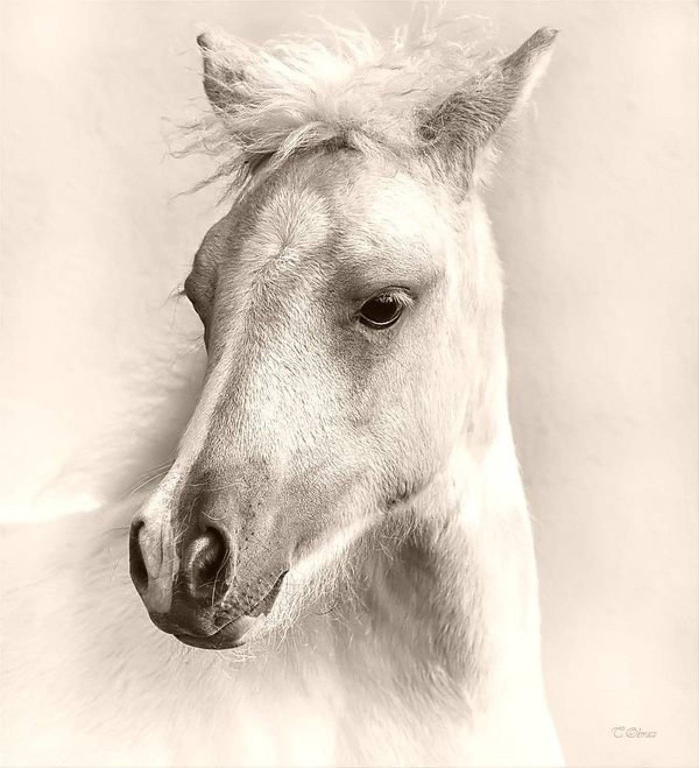 ***. Автор: Татьяна Образ , Татьяна Образ