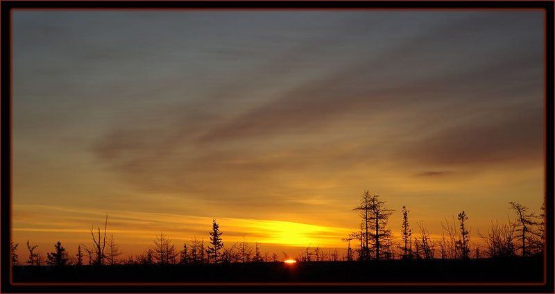 тайга,рассвет Светаетphoto preview