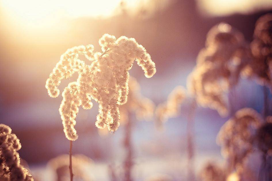 зимнее тепло. Автор: lukesky , lukesky