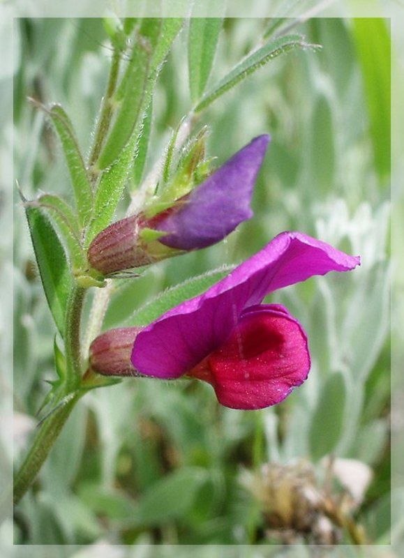 Горошекphoto preview