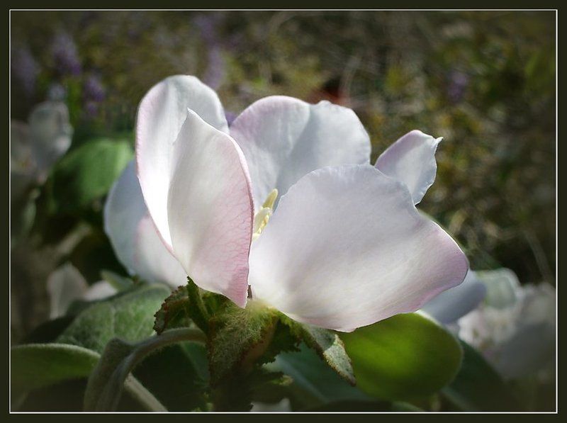 Айваphoto preview