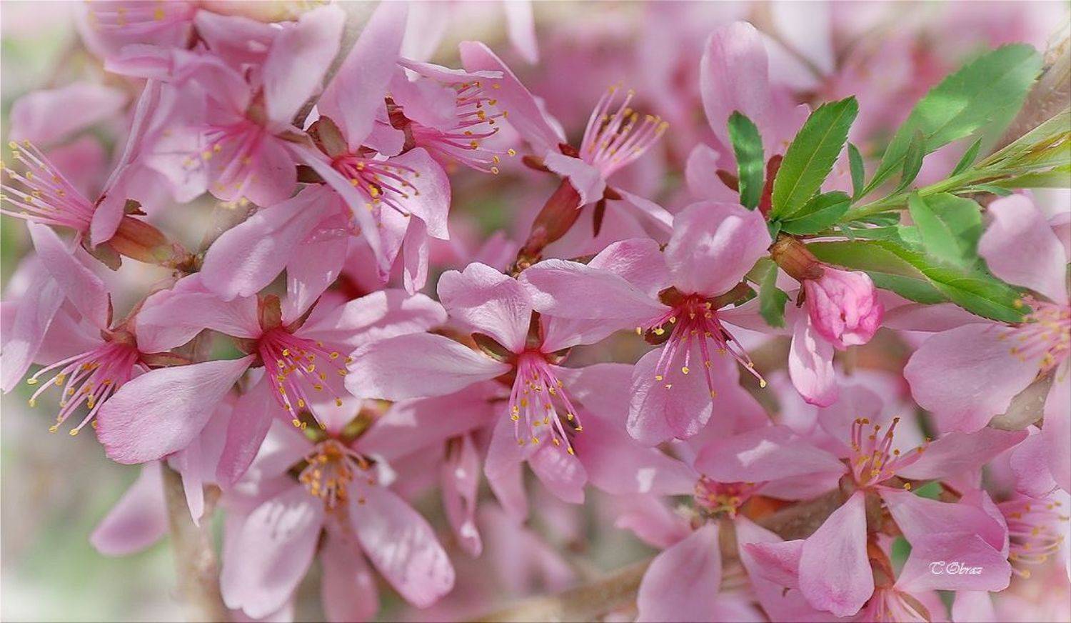 , Татьяна Образ