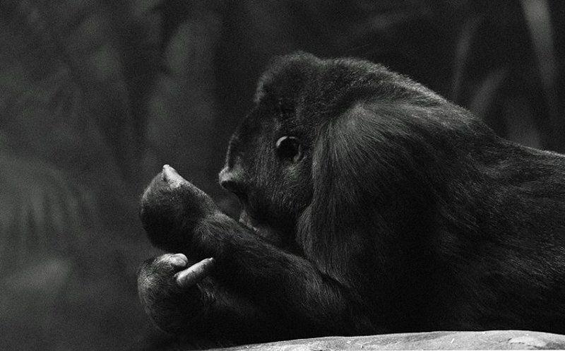 «Наш ответ Чемберлену»photo preview