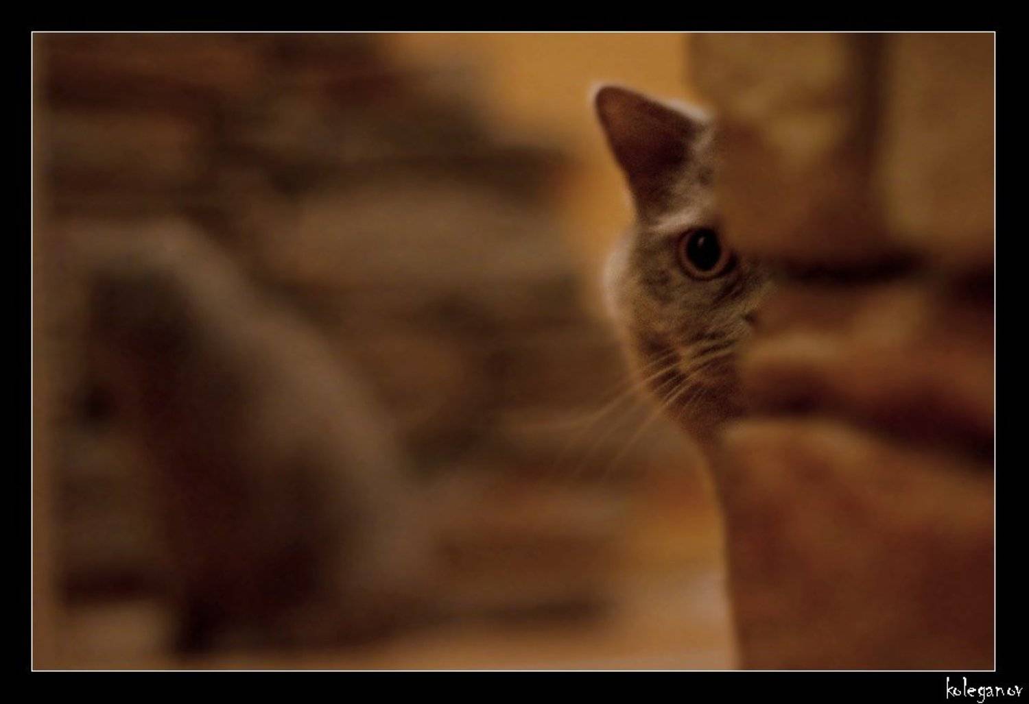 ZORROсерое на задании *НЕ НУЖНЫЙ СВИДЕТЕЛЬ*. Автор: parazit кот, parazit