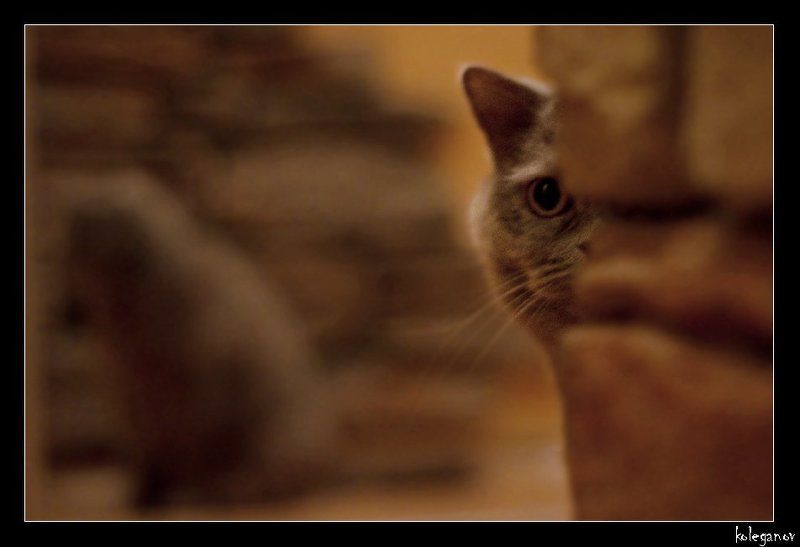 кот ZORROсерое на задании *НЕ НУЖНЫЙ СВИДЕТЕЛЬ*photo preview