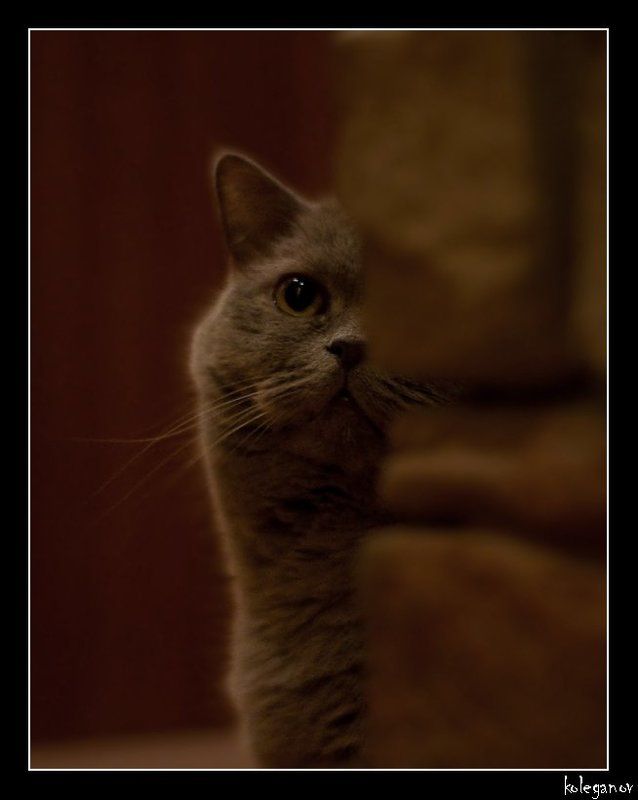 кот ZORROсерое на задании *СЛЕЖКА*photo preview