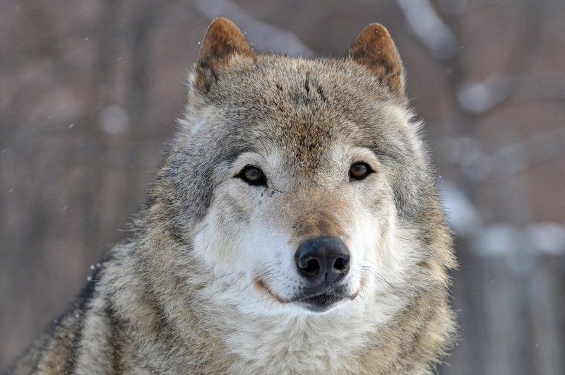 Портрет волкаphoto preview