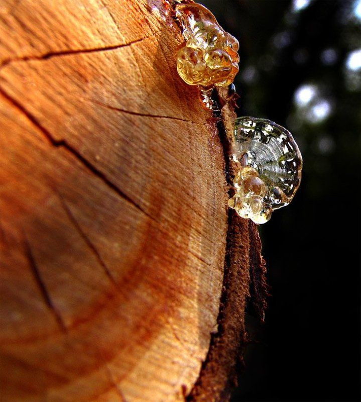 дерево, смола, весна, тепло, сад фигуры Лиссажуphoto preview