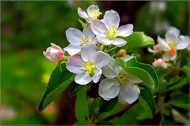 Цветениеphoto preview