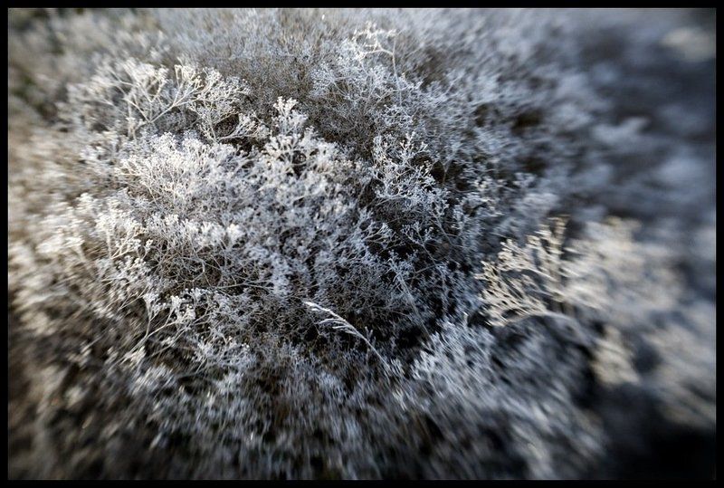 иней, перекати-поле, lensbaby Внутреннее пространствоphoto preview