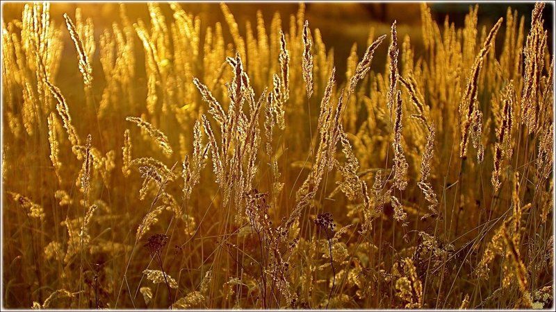 vvs, трава, осень, золото Золотой запасphoto preview