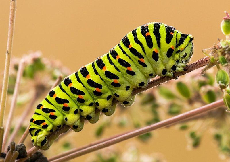 гусеница,махаон.  фото превью
