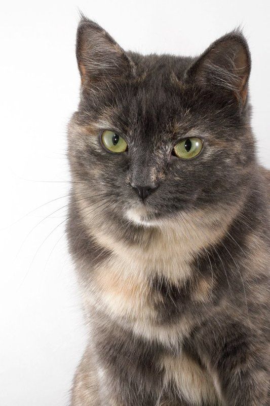 кошка, серая Ассолькаphoto preview