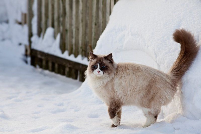 кот, холод, зима Холодно...photo preview