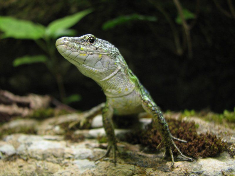 Любопытная.photo preview