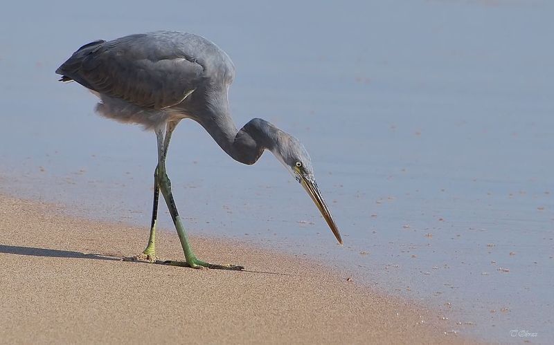 цапля photo preview